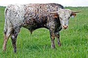 x_1910_s.jpg - Field of Pearls x Juma - 2010 Bull