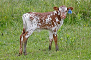 x_3341_s.jpg - Jester x Drag Iron - 2010 Embryo Bull