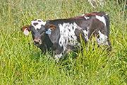 Top Hand - Pajama Party x Top Caliber - 2011 Bull - x_3549