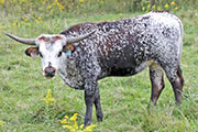 x_5971_s.jpg - Shortcake