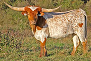 x_6992_s.jpg - 9 Iron