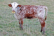 x_7719_s.jpg - Jester x Drag Iron - Embryo Calf