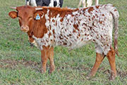 x_7973_s.jpg - Fine Foil x Drag Iron - 2011 Heifer