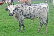 y_0675_s.jpg - Jasmine Rose x Drag Iron - 2011 Bull