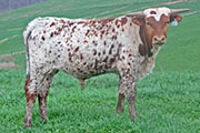 y_0686_s.jpg - Unkrinkle x Drag Iron - 2011 Bull
