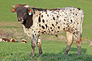 y_0900_s.jpg - Jest Over x Drag Iron - 2011 Bull