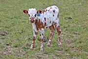 y_1084_s.jpg - Field of Roses x Tempter - 2012 Calf