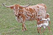 Texas Longhorn Dam - Duty Arisen - Photo Number: y_1120.jpg