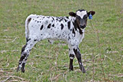 y_1126_s.jpg - Paprika Puff x Tempter - 2012 Heifer