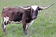 y_1157_s.jpg - Prostey Tot