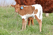 y_1163_calf_s.jpg - More Miles x Clear Win - 2012 Heifer