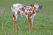 y_1187_s.jpg - Trophy Trip x Drag Iron - 2012 Heifer