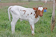 y_1206_s.jpg - Bowl of Roses x Win Win - 2012 Heifer