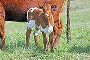 y_1639_s.jpg - Lottery Marker x Clear Win - 2012 Heifer