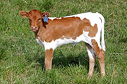 y_1651_s.jpg - More Miles x Clear Win - 2012 Heifer
