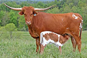 y_2009_s.jpg - Topette