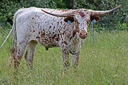 Unction Calf 2010 - Speckled Junction - y_3103