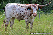 Unction Calf 2010 - Speckled Junction - y_3105
