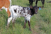 Drag Foz Calf 2012 - Drag Foz x Black Strap - 2012 Bull - y_3204