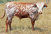 y_4216_s.jpg - Jester x Drag Iron - 2011 Bull