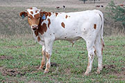 y_5374_s.jpg - Superior Suspect