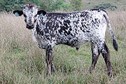 Iridessa Calf 2012 - Iridessa x Trial Run - 2012 Bull - y_5391