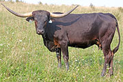 y_5556_s.jpg - Reneger
