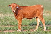 y_5599_s.jpg - Choice Hitter x Clear Win - 2012 Bull