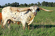 Tibbs - I-256368 - y_5999