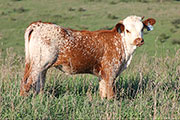 Brown Beauty Calf 2012 - Brown Beauty x Tibbs - 2012 Heifer - y_6013