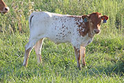 Temp Bowl Calf 2012 - Temp Bowl x Tibbs - 2012 Heifer - y_6054