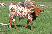 y_6296.jpg