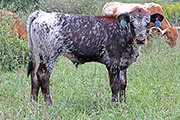 Killing Tune Calf 2012 - Killing Tune x Tibbs - 2012 Bull - y_6808