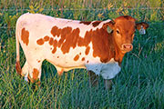 y_6961_s.jpg - Jitters x Clear Win - 2012 Bull