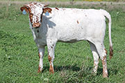 Winnipeg Calf 2012 - Winnipeg x Juma - 2012 Heifer - y_7328