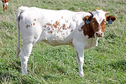 y_7411_s.jpg - Tempted Friend x Clear Win - 2012 Heifer