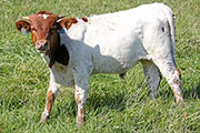 y_7788_s.jpg - High Caliber x Clear Win - 2012 Bull