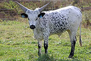 y_7952_s.jpg - Prekona