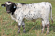 y_8042_s.jpg - Fast Wind x Over Kill - 2012 Bull