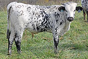 y_8054.jpg