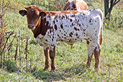 y_8268_s.jpg - Juma Sweep x Clear Win - 2012 Bull