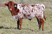 y_8752_s.jpg - Shazamm x Drag Iron - 2012 Bull