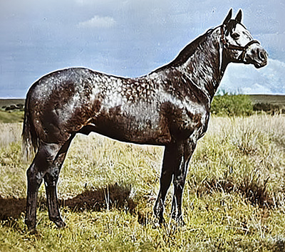 Savanah Jr 11443