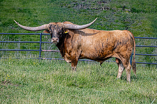 Texas Longhorn bull Silent Edge in bull paddock near Barnesville Ohio