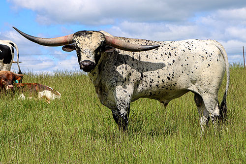 Texas Longhorn bull Showman summer of 2025 out with his cows in a pasture near Fairview Ohio