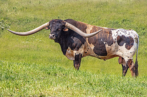 Texas Longhorn bull Jam Box in bull paddock near Barnesville Ohio