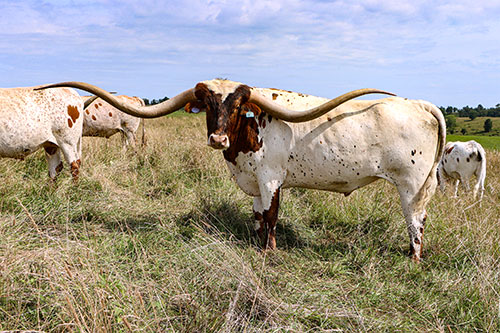 Texas Longhorn Trophy Steer named JamN Jest near Barnesville Ohio with other steer buddies
