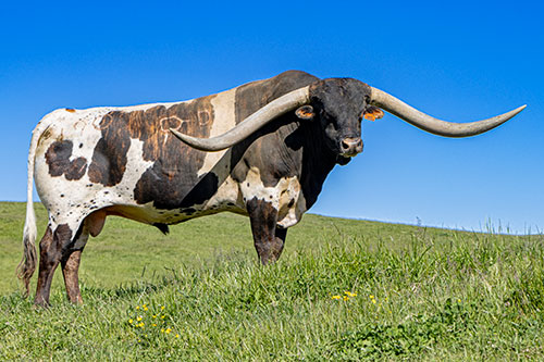 Texas Longhorn Bull "Jam Box" at Dickinson Cattle Co.
