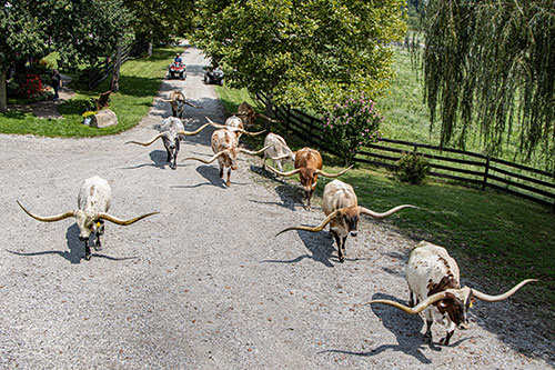 Group of Texas Longhorn Steers – Dickinson Cattle Co. Driveway