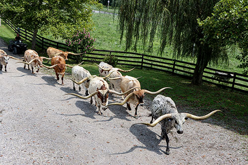 Group of Texas Longhorn Steers – Dickinson Cattle Co. Driveway